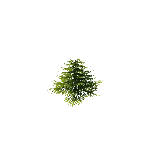 conifer tree1B